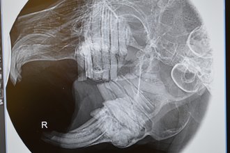Kaninchengebiß im Röntgenbild