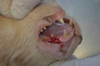 Zahnfistel mit Abschabung des Zahnfleisches
