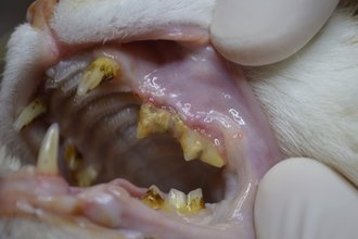 Zahnstein, Mundgeruch und Zahnfleischentzündung bei einer Katze