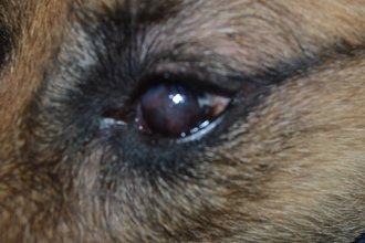 Schäferhund-Keratitis (entzündetes Auge)