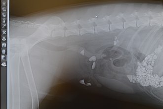 Röntgenbild eines Hundes mit Erbrechen